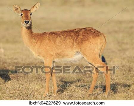 Stock Photo - Puku (Kobus vardonii), female, in the evening sun, South Luangwa National Park, Zambia, Africa. Fotosearch
