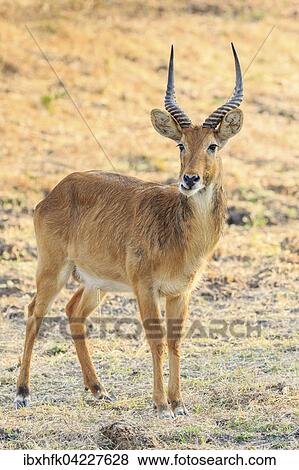 Puku (Kobus vardonii), male, in grassland, South Luangwa National Park, Zambia, Africa View Large Photo Image Stock Photo - Puku (Kobus vardonii), male, in grassland, South Luangwa National Park, Zambia, Africa. Fotosearch