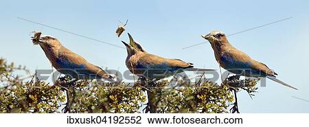 Purple roller (Coracias naevia), flipping a grasshopper into its mouth, photo sequence, Maasai Mara National Reserve, Narok County, Kenya, Africa View Large Photo Image Stock Image - Purple roller (Coracias naevia), flipping a grasshopper into its mouth, photo sequence, Maasai Mara National Reserve, Narok County, Kenya, Africa. Fotosearch