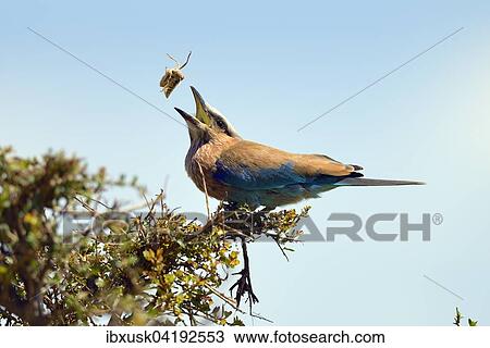 Purple roller (Coracias naevia), catching a grasshopper, Maasai Mara National Reserve, Narok County, Kenya, Africa View Large Photo Image Stock Image - Purple roller (Coracias naevia), catching a grasshopper, Maasai Mara National Reserve, Narok County, Kenya, Africa. Fotosearch