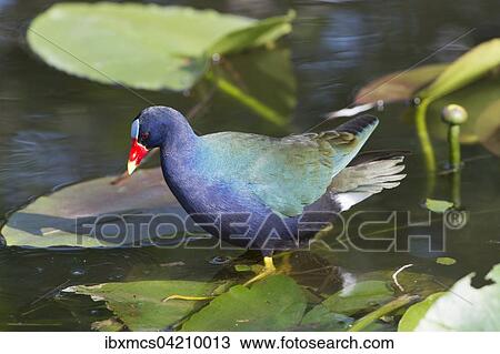 Purple Swamphen (Porphyrio Porphyrio) in the water, Florida, USA, North America View Large Photo Image Stock Image - Purple Swamphen (Porphyrio Porphyrio) in the water, Florida, USA, North America. Fotosearch