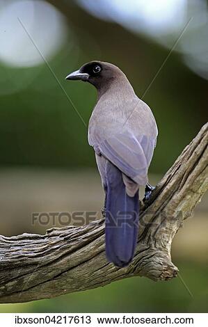 Purplish jay (Cyanocorax cyanomelas), adult on the lookout, Pantanal, Mato Grosso, Brazil, South America View Large Photo Image Stock Image - Purplish jay (Cyanocorax cyanomelas), adult on the lookout, Pantanal, Mato Grosso, Brazil, South America. Fotosearch