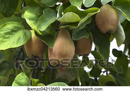 Quinces (Cydonia oblonga) on a tree, Bavaria, Germany, Europe View Large Photo Image Stock Image - Quinces (Cydonia oblonga) on a tree, Bavaria, Germany, Europe. Fotosearch