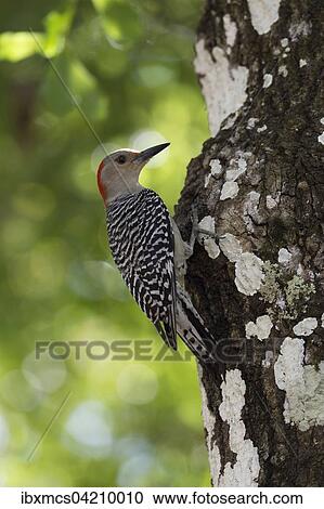 Red-bellied Woodpecker (Melanerpes carolinus), Everglades National Park, Florida, USA, North America View Large Photo Image Stock Image - Red-bellied Woodpecker (Melanerpes carolinus), Everglades National Park, Florida, USA, North America. Fotosearch