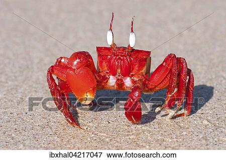 Red crab (Brachyura) on the beach of Ngapali Beach, Ngapali, Thandwe, Rakhine State, Myanmar, Asia View Large Photo Image Stock Photo - Red crab (Brachyura) on the beach of Ngapali Beach, Ngapali, Thandwe, Rakhine State, Myanmar, Asia. Fotosearch