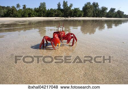 Stock Photo - Red crab (Brachyura) on the beach of Ngapali Beach, Ngapali, Thandwe, Rakhine State, Myanmar, Asia. Fotosearch