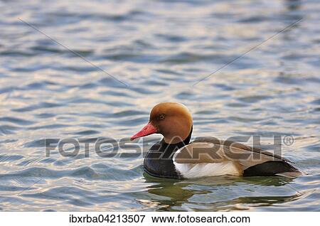 Red-crested pochard (Netta rufina), drake, swimming in the water, Lake Constance, Baden-Wurttemberg, Germany, Europe View Large Photo Image Stock Photo - Red-crested pochard (Netta rufina), drake, swimming in the water, Lake Constance, Baden-Wurttemberg, Germany, Europe. Fotosearch