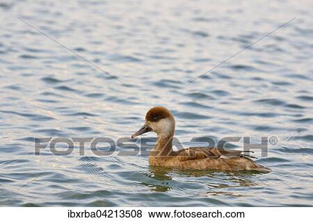 Red-crested pochard (Netta rufina), female, swimming in the water, Lake Constance, Baden-Wurttemberg, Germany, Europe View Large Photo Image Stock Photo - Red-crested pochard (Netta rufina), female, swimming in the water, Lake Constance, Baden-Wurttemberg, Germany, Europe. Fotosearch