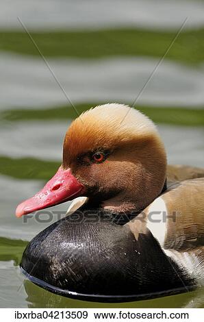 Red-crested pochard (Netta rufina), drake, portrait, in the water, Lake Constance, Baden-Wurttemberg, Germany, Europe View Large Photo Image Stock Photo - Red-crested pochard (Netta rufina), drake, portrait, in the water, Lake Constance, Baden-Wurttemberg, Germany, Europe. Fotosearch