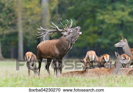 Red deer (Cervus elaphus), calling out loud in the rain with his pack, captive, North Rhine-Westphalia, Germany, Europe View Large Photo Image Stock Image - Red deer (Cervus elaphus), calling out loud in the rain with his pack, captive, North Rhine-Westphalia, Germany, Europe. Fotosearch