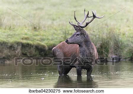 Stock Photography - Red deer (Cervus elaphus) standing in the water of forest pond, captive, North Rhine-Westphalia, Germany, Europe. Fotosearch