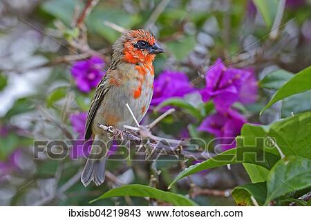 Red fody (Foudia madagascariensis), male, Praslin Island, Seychelles, Africa View Large Photo Image Stock Image - Red fody (Foudia madagascariensis), male, Praslin Island, Seychelles, Africa. Fotosearch