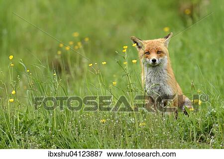 Red fox (Vulpes vulpes) sitting in tall grass, Canton of Zurich, Switzerland, Europe View Large Photo Image Stock Photo - Red fox (Vulpes vulpes) sitting in tall grass, Canton of Zurich, Switzerland, Europe. Fotosearch