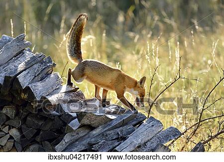 Red fox (Vulpes vulpes) walking along a wood pile, Canton of Zurich, Switzerland, Europe View Large Photo Image Stock Image - Red fox (Vulpes vulpes) walking along a wood pile, Canton of Zurich, Switzerland, Europe. Fotosearch