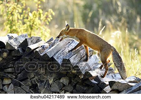 Stock Photo - Red fox (Vulpes vulpes) walking along a wood pile, Canton of Zurich, Switzerland, Europe. Fotosearch
