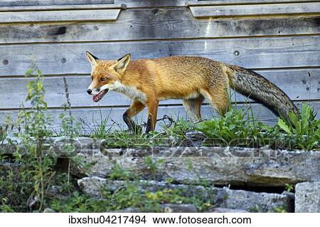 Picture - Red fox (Vulpes vulpes) walking in front of a henhouse, Canton of Zurich, Switzerland, Europe. Fotosearch