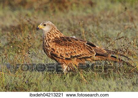 Red kite (Milvus milvus), adult in the grass with morning dew, Allgau, Bavaria, Germany, Europe View Large Photo Image Stock Image - Red kite (Milvus milvus), adult in the grass with morning dew, Allgau, Bavaria, Germany, Europe. Fotosearch