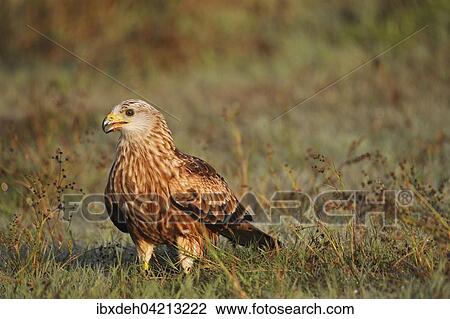 Stock Image - Red kite (Milvus milvus), adult in the grass with morning dew, Allgau, Bavaria, Germany, Europe. Fotosearch