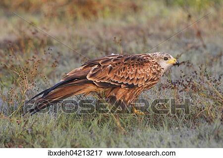 Stock Photo - Red kite (Milvus milvus), adult in the grass with morning dew, Allgau, Bavaria, Germany, Europe. Fotosearch