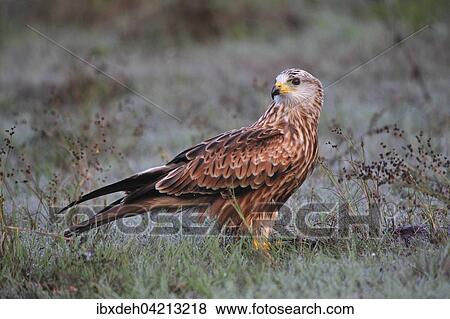 Red kite (Milvus milvus), adult in the grass with morning dew, Allgau, Bavaria, Germany, Europe View Large Photo Image Stock Photo - Red kite (Milvus milvus), adult in the grass with morning dew, Allgau, Bavaria, Germany, Europe. Fotosearch