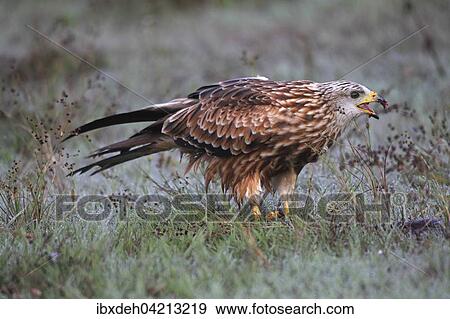 Red kite (Milvus milvus), adult in the grass with morning dew, Allgau, Bavaria, Germany, Europe View Large Photo Image Stock Photo - Red kite (Milvus milvus), adult in the grass with morning dew, Allgau, Bavaria, Germany, Europe. Fotosearch