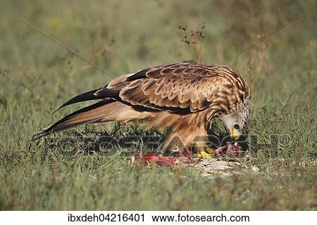 Stock Image - Red Kite (Milvus milvus) eat from a carcass, Allgau, Bavaria, Germany, Europe. Fotosearch