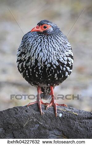Red-necked spurfowl (Francolinus afer), South Luangwa National Park, Zambia, Africa View Large Photo Image Stock Image - Red-necked spurfowl (Francolinus afer), South Luangwa National Park, Zambia, Africa. Fotosearch