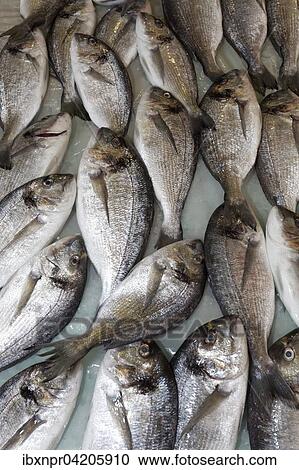 Red porgy (Pagrus Pagrus) at the fish market, Corfu Town, Unesco World Heritage Site, Corfu or Kerkyra island, Ionian Islands, Greece, Europe View Large Photo Image Stock Image - Red porgy (Pagrus Pagrus) at the fish market, Corfu Town, Unesco World Heritage Site, Corfu or Kerkyra island, Ionian Islands, Greece, Europe. Fotosearch