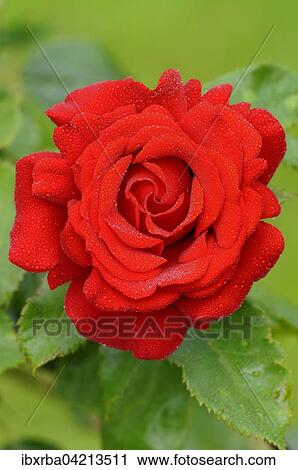 Red rose (Rosa) with raindrops, Rebell variety, North Rhine-Westphalia, Germany, Europe View Large Photo Image Stock Image - Red rose (Rosa) with raindrops, Rebell variety, North Rhine-Westphalia, Germany, Europe. Fotosearch