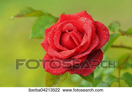 Red rose (Rosa) with raindrops, Rebell variety, North Rhine-Westphalia, Germany, Europe View Large Photo Image Stock Image - Red rose (Rosa) with raindrops, Rebell variety, North Rhine-Westphalia, Germany, Europe. Fotosearch
