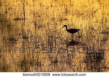 Reddish Egret (Egretta rufescens) at sunset, Everglades National Park, Florida, USA, North America View Large Photo Image Stock Photo - Reddish Egret (Egretta rufescens) at sunset, Everglades National Park, Florida, USA, North America. Fotosearch