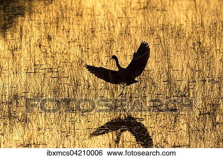 Reddish Egret (Egretta rufescens) at sunset, Everglades National Park, Florida, USA, North America View Large Photo Image Stock Photograph - Reddish Egret (Egretta rufescens) at sunset, Everglades National Park, Florida, USA, North America. Fotosearch