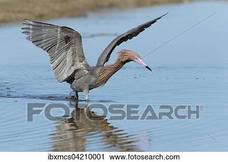 Reddish Egret (Egretta rufescens), foraging in the water, Sanibel, Florida, USA, North America View Large Photo Image Stock Image - Reddish Egret (Egretta rufescens), foraging in the water, Sanibel, Florida, USA, North America. Fotosearch