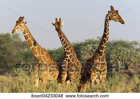 Reticulated giraffes (Giraffa reticulata camelopardalis), Samburu National Reserve, Kenya, Africa View Large Photo Image Stock Photo - Reticulated giraffes (Giraffa reticulata camelopardalis), Samburu National Reserve, Kenya, Africa. Fotosearch
