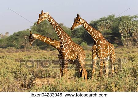 Reticulated giraffes (Giraffa reticulata camelopardalis), Samburu National Reserve, Kenya, Africa View Large Photo Image Stock Photograph - Reticulated giraffes (Giraffa reticulata camelopardalis), Samburu National Reserve, Kenya, Africa. Fotosearch