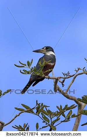 Ringed kingfisher (Ceryle torquata), adult on the lookout, Pantanal, Mato Grosso, Brazil, South America View Large Photo Image Picture - Ringed kingfisher (Ceryle torquata), adult on the lookout, Pantanal, Mato Grosso, Brazil, South America. Fotosearch