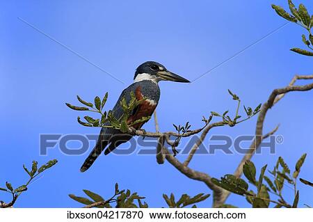 Ringed kingfisher (Ceryle torquata), adult on the lookout, Pantanal, Mato Grosso, Brazil, South America View Large Photo Image Stock Image - Ringed kingfisher (Ceryle torquata), adult on the lookout, Pantanal, Mato Grosso, Brazil, South America. Fotosearch