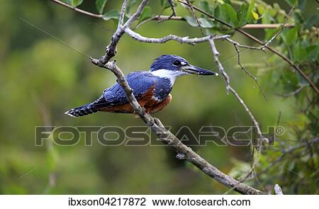 Ringed kingfisher (Ceryle torquata), adult on the lookout, Pantanal, Mato Grosso, Brazil, South America View Large Photo Image Stock Image - Ringed kingfisher (Ceryle torquata), adult on the lookout, Pantanal, Mato Grosso, Brazil, South America. Fotosearch