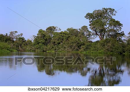 Rio Claro Pantanal, river, river landscape, Pantanal, Mato Grosso, Brazil, South America View Large Photo Image Stock Photo - Rio Claro Pantanal, river, river landscape, Pantanal, Mato Grosso, Brazil, South America. Fotosearch