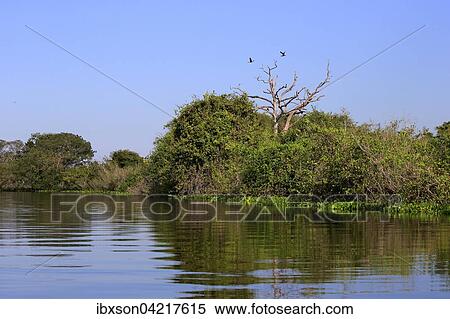 Stock Photography - Rio Claro Pantanal, river, river landscape, Pantanal, Mato Grosso, Brazil, South America. Fotosearch