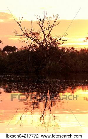 Rio Pixaim Pantanal, River, Landscape, sunset, evening light, Pantanal, Mato Grosso, Brazil, South America View Large Photo Image Stock Image - Rio Pixaim Pantanal, River, Landscape, sunset, evening light, Pantanal, Mato Grosso, Brazil, South America. Fotosearch