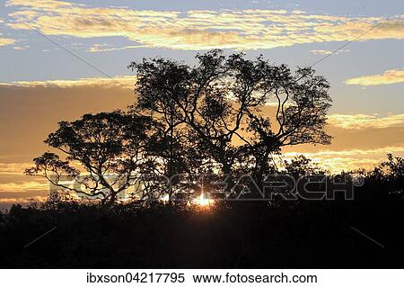 Stock Photography - Rio Pixaim Pantanal, River, Landscape, sunset, evening light, Pantanal, Mato Grosso, Brazil, South America. Fotosearch
