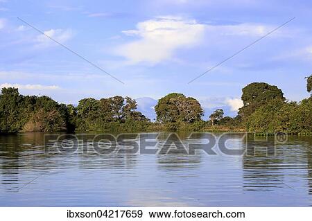 Rio Pixaim Pantanal, river, river landscape, Pantanal, Mato Grosso, Brazil, South America View Large Photo Image Stock Photo - Rio Pixaim Pantanal, river, river landscape, Pantanal, Mato Grosso, Brazil, South America. Fotosearch
