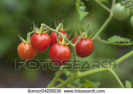 Ripe cherry tomatoes (Lycopersicon esculentum var. Cerasiforme) on the tomato plant, Germany, Europe View Large Photo Image Stock Image - Ripe cherry tomatoes (Lycopersicon esculentum var. Cerasiforme) on the tomato plant, Germany, Europe. Fotosearch