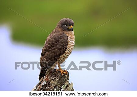 Roadside hawk (Rupornis magnirostris), adult on the lookout, Pantanal, Mato Grosso, Brazil, South America View Large Photo Image Stock Image - Roadside hawk (Rupornis magnirostris), adult on the lookout, Pantanal, Mato Grosso, Brazil, South America. Fotosearch