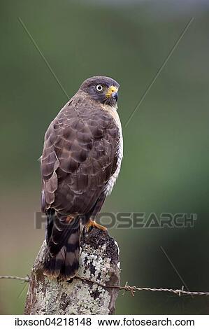 Roadside hawk (Rupornis magnirostris), adult on the lookout, Pantanal, Mato Grosso, Brazil, South America View Large Photo Image Stock Photo - Roadside hawk (Rupornis magnirostris), adult on the lookout, Pantanal, Mato Grosso, Brazil, South America. Fotosearch