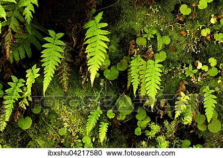 Rock wall with ferns (Polypodiopsida, Filicopsida) growing on it, Rabacal, Madeira, Portugal, Europe View Large Photo Image Stock Image - Rock wall with ferns (Polypodiopsida, Filicopsida) growing on it, Rabacal, Madeira, Portugal, Europe. Fotosearch