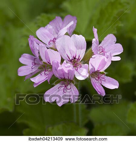 Rose geranium (Pelargonium graveolens), prevalent in South Africa View Large Photo Image Stock Photo - Rose geranium (Pelargonium graveolens), prevalent in South Africa. Fotosearch