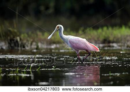 Roseate spoonbill (Ajaia ajaja), adult in the water, foraging, Pantanal, Mato Grosso, Brazil, South America View Large Photo Image Stock Image - Roseate spoonbill (Ajaia ajaja), adult in the water, foraging, Pantanal, Mato Grosso, Brazil, South America. Fotosearch