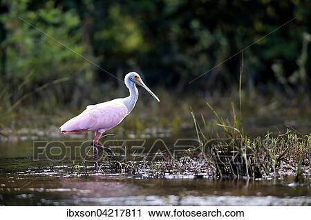 Roseate spoonbill (Ajaia ajaja), adult in the water, foraging, Pantanal, Mato Grosso, Brazil, South America View Large Photo Image Stock Image - Roseate spoonbill (Ajaia ajaja), adult in the water, foraging, Pantanal, Mato Grosso, Brazil, South America. Fotosearch